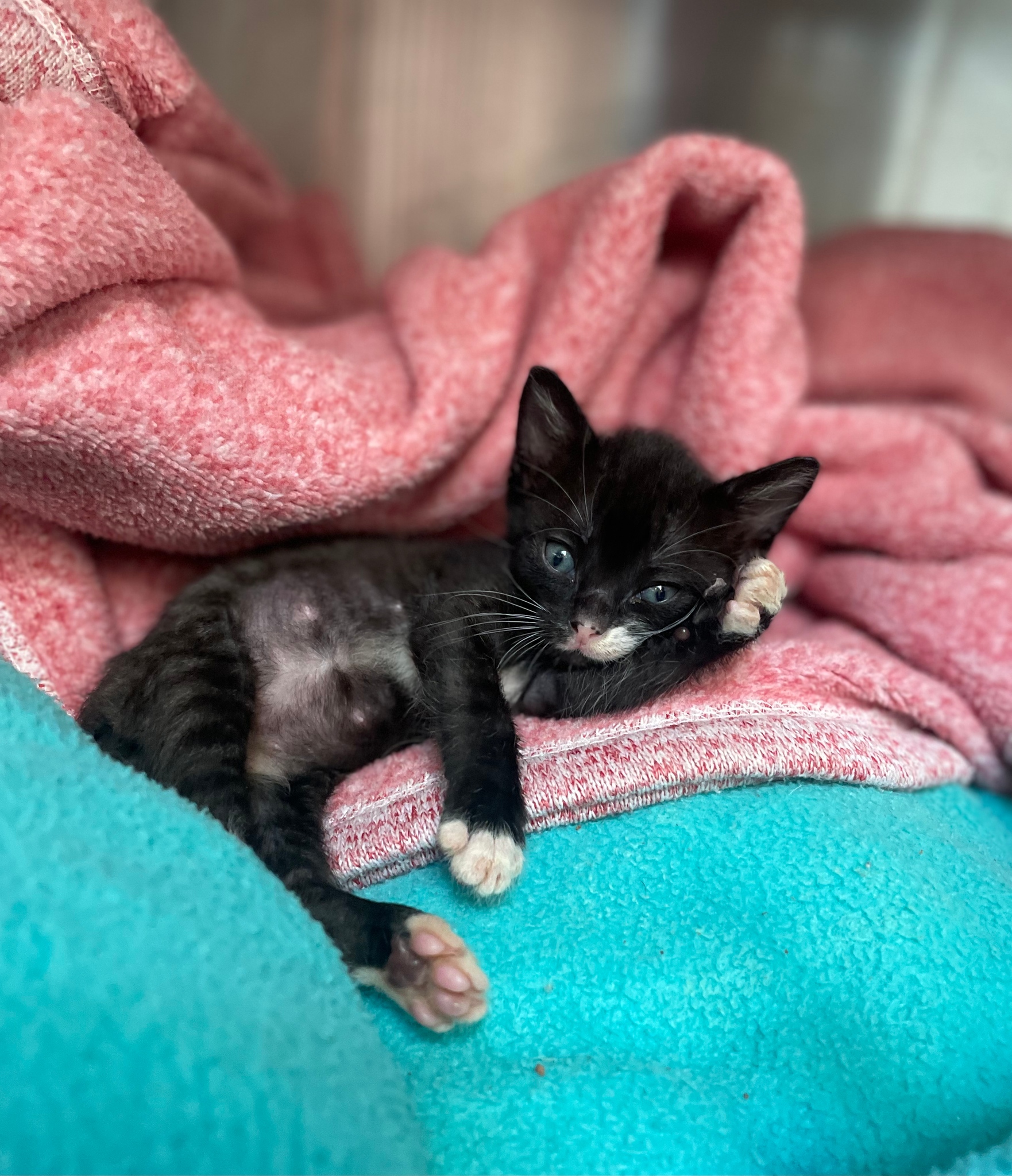 Found kitten