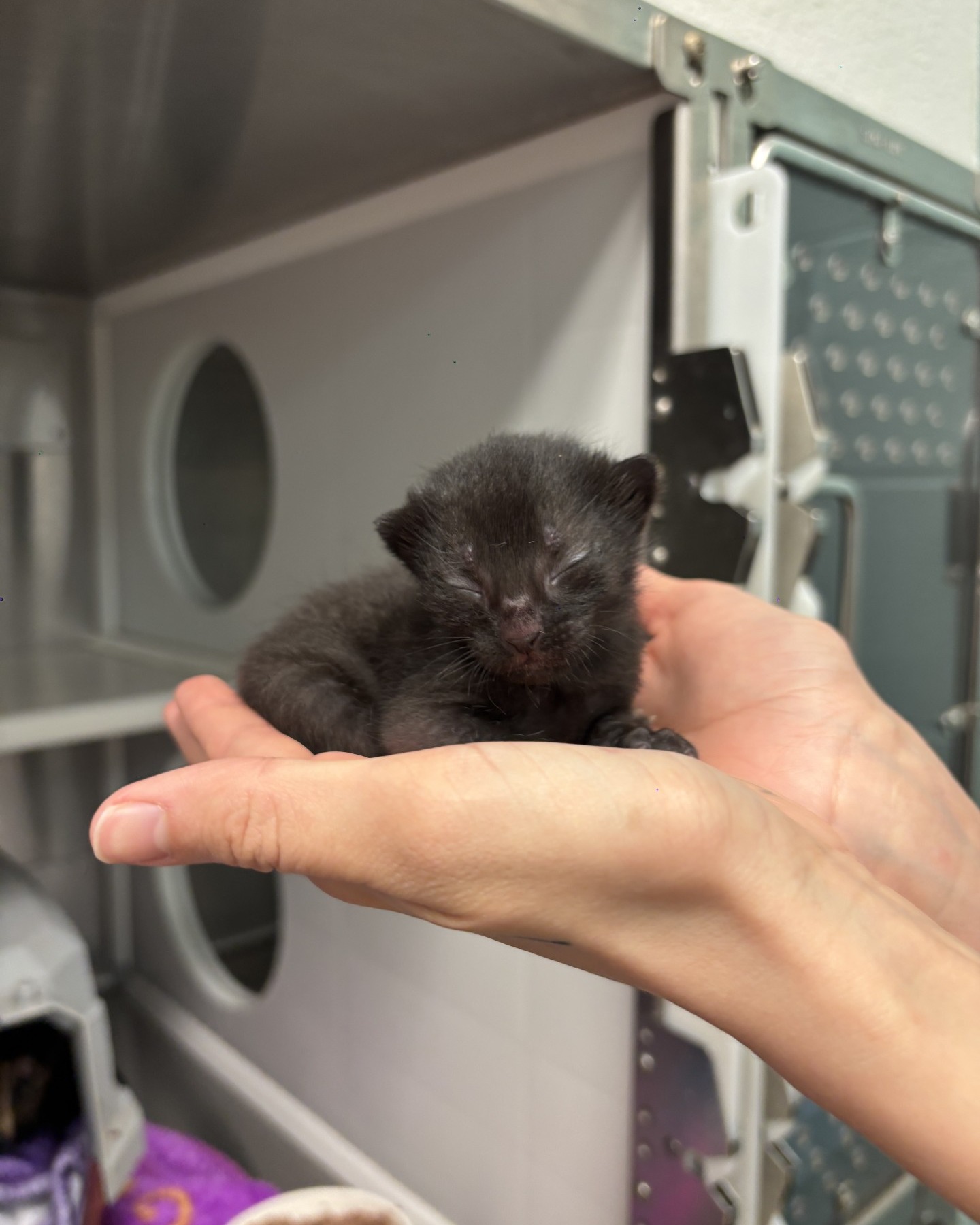 Found kitten