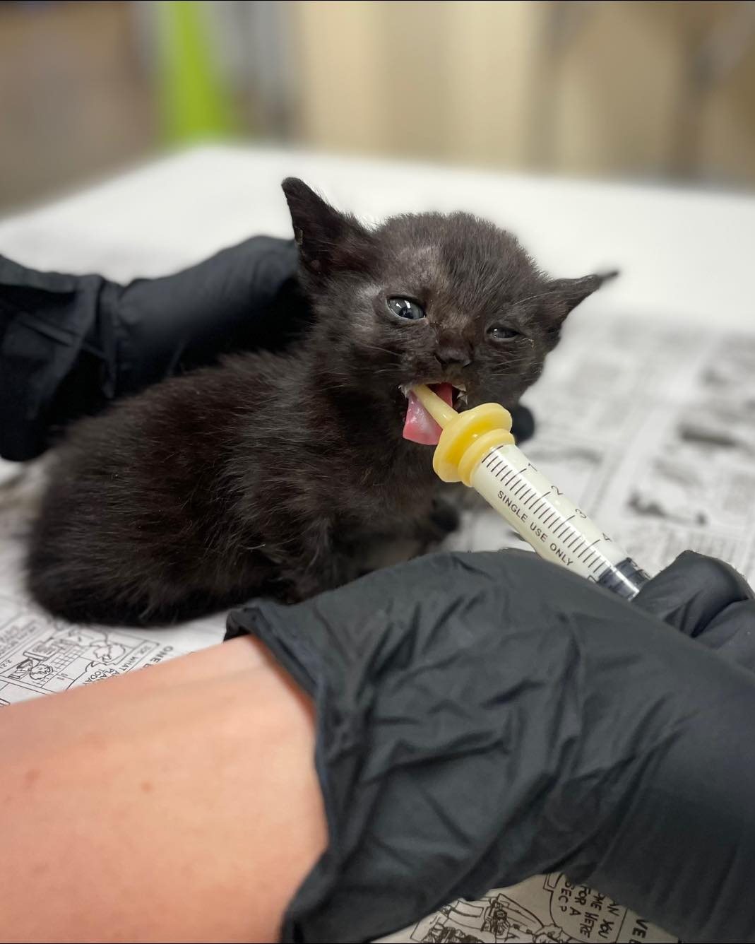 Found kitten