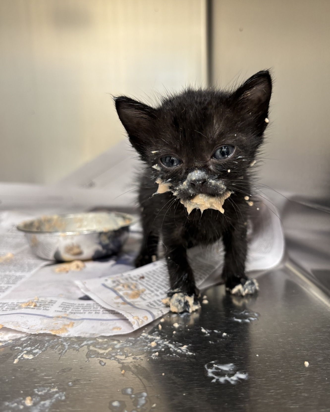 Found kitten
