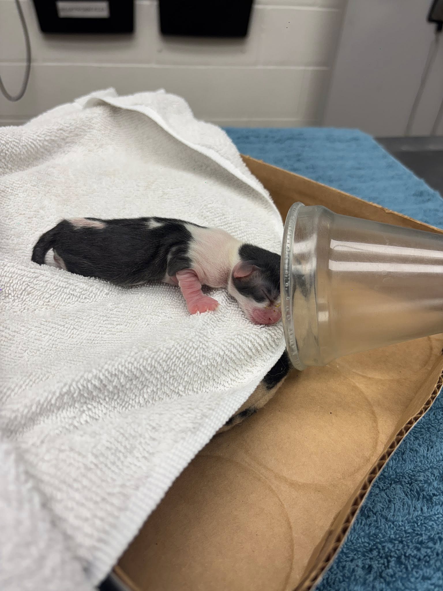 Found kitten