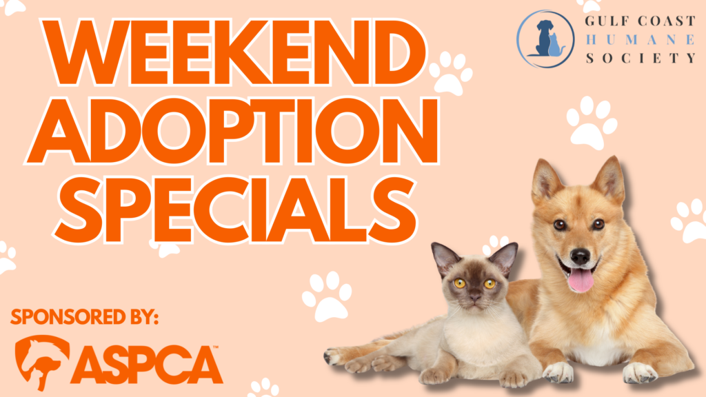 August Adoption Specials
