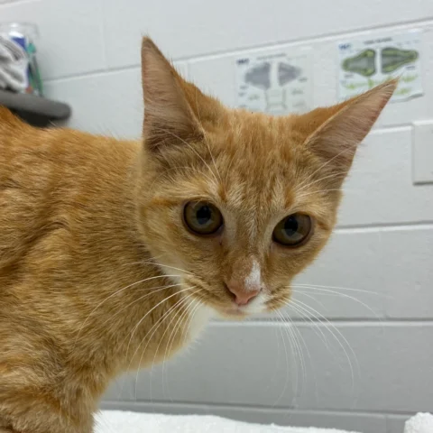 Butterscotch