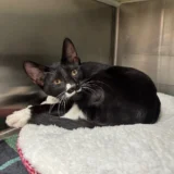 Figaro