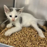 Milo