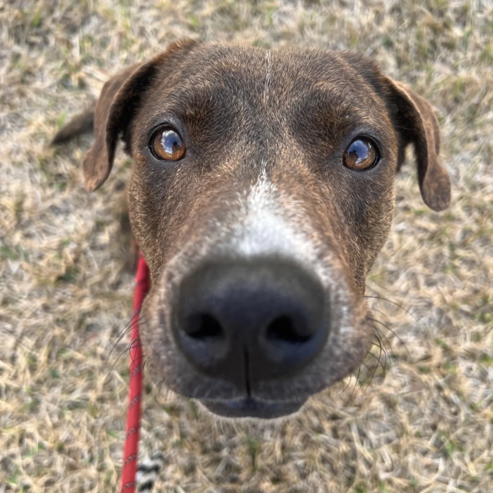 Coffee, a Terrier/Mix available for adoption