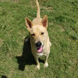Cooper