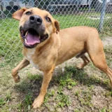 Caleb