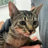 Argo