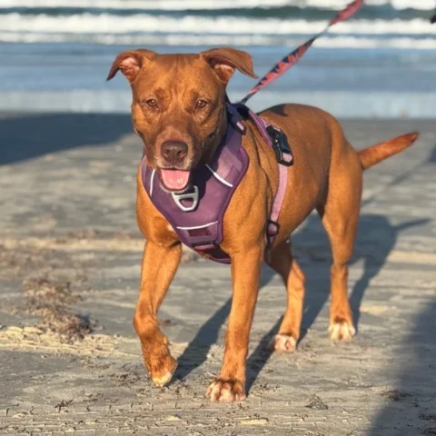Sienna