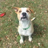 Maximus