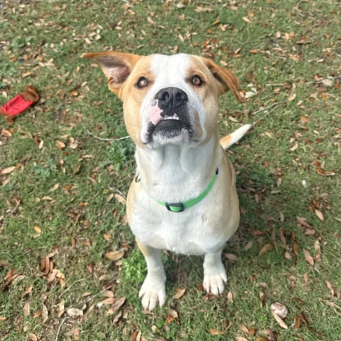 Maximus
