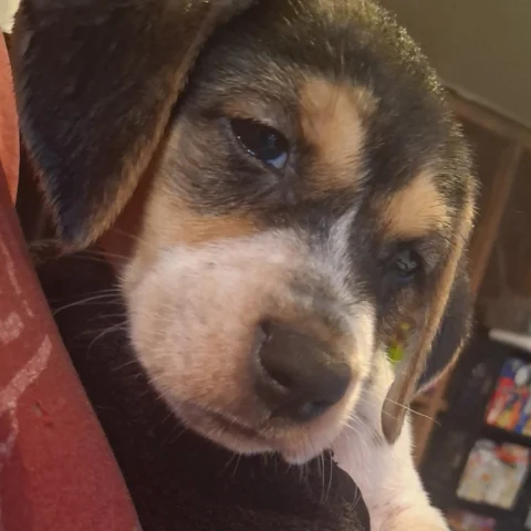 Chilli