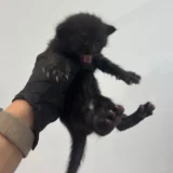 Pixel