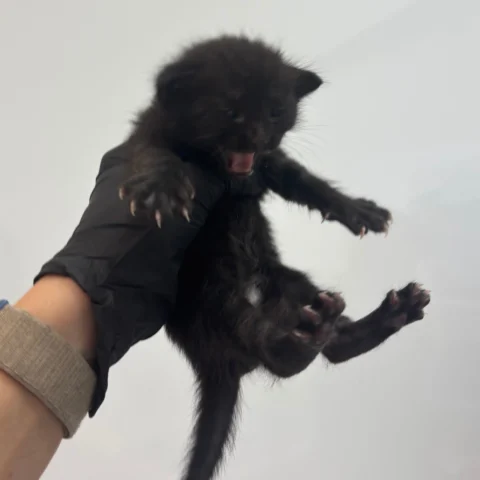 Pixel