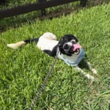 Finn