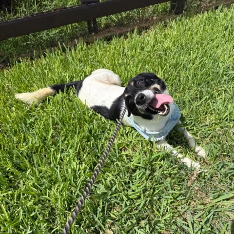 Finn