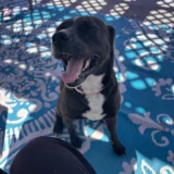 Molly