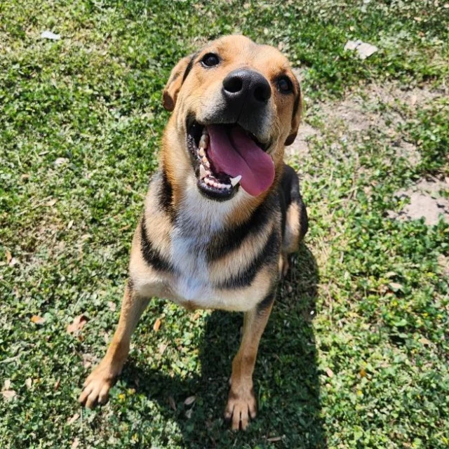 Tagger, a Shepherd/Mix available for adoption