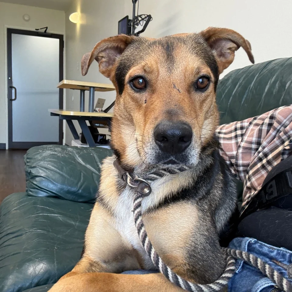 Tagger, a Shepherd/Mix available for adoption