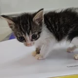 Nala