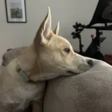 Gus