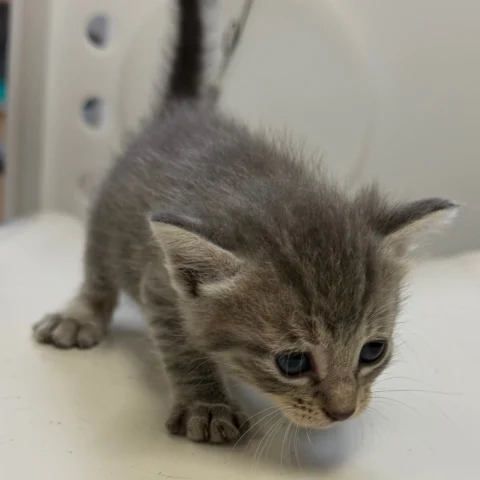 Pop