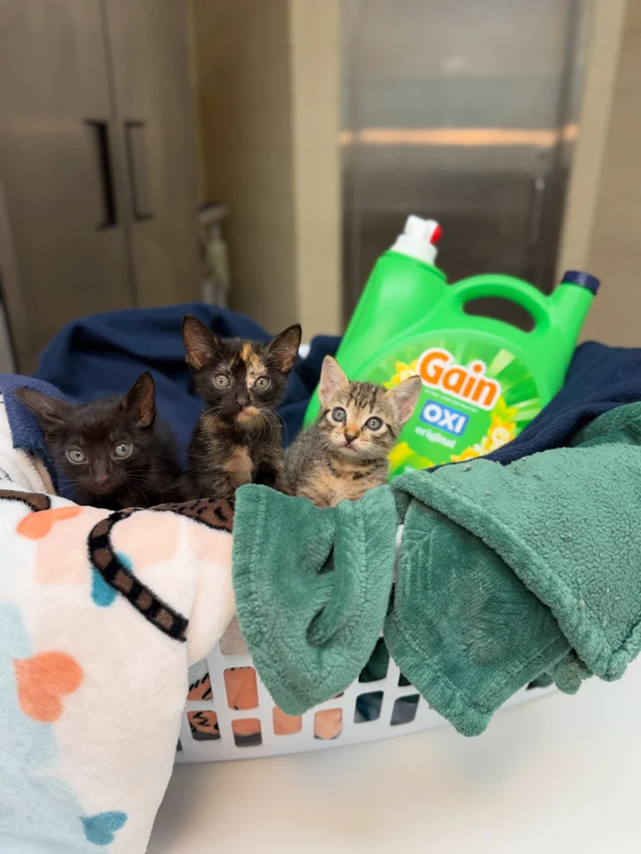 Can you lend us a helping paw? 🐾 With so many pets in care, we&hellip;