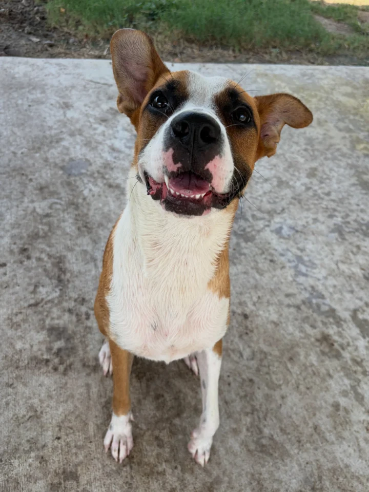 Are you missing me?🐾 This female was found near our shelter on Cabaniss Parkway and&hellip;