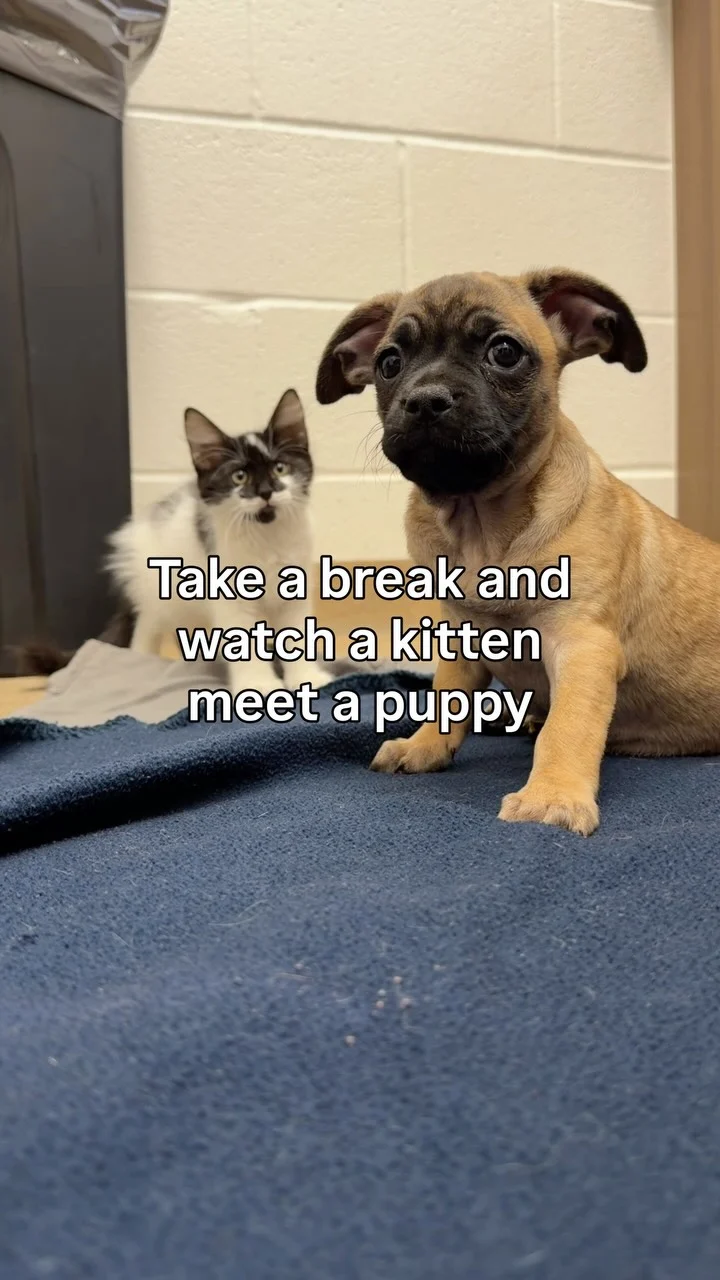Milo and Otis vibes🥹🐾 📍Corpus Christi, TX #adopt #explore #adorable #kitten #dogsofinstagram