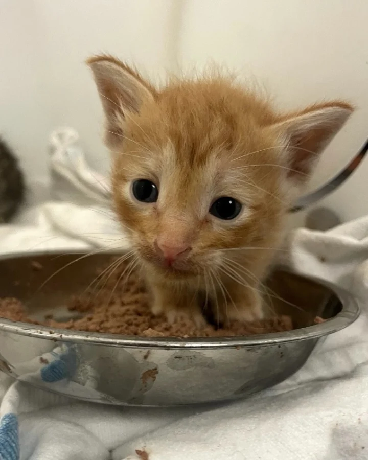 We cannot thank @orphankittenclub enough for donating 60lbs of kitten formula! 🍼🐱 Remember Bumble, the&hellip;