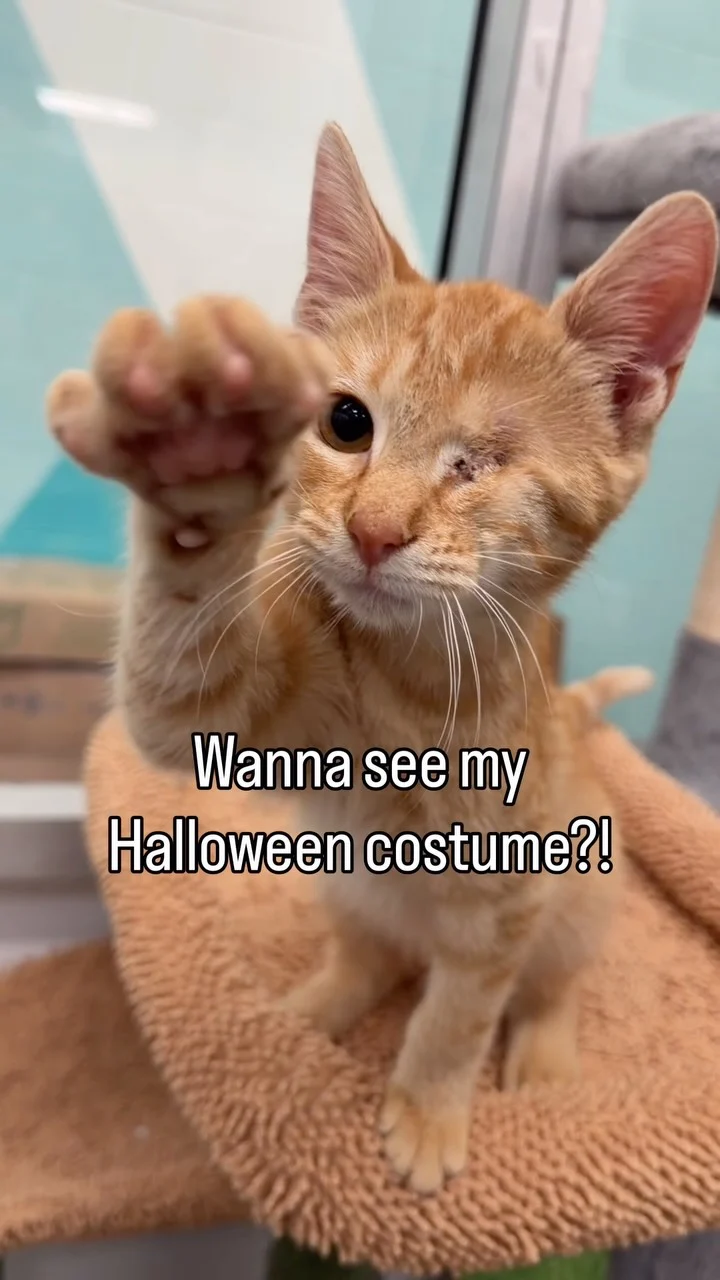Arrr you looking for a new kitten? 🐈🏴‍☠️ Clemenza is looking for his first mate!&hellip;