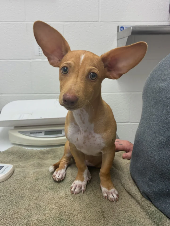 Are you missing me?🐾 This male has found his way to our shelter and is&hellip;
