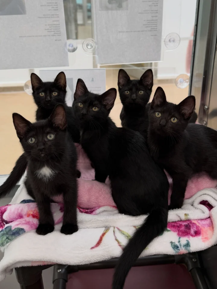 We heard you’re lacking some Vitamin C (Cats)🐈‍⬛ Well you’re in luck! We have plenty&hellip;