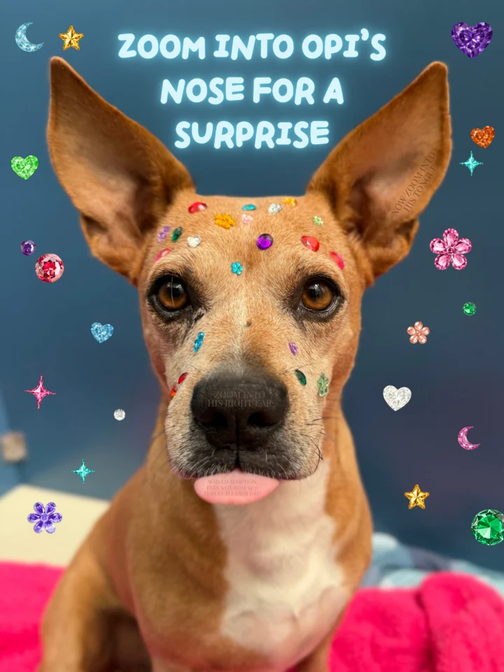 Opi’s got a hidden ✨gem✨ in this post! 🎉🐾WAIVED adoption fees this Saturday (9/5) through&hellip;