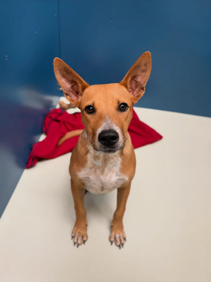 Empty the Shelters starts tomorrow!🎉🩵 And we’re kicking it off with WAIVED ADOPTION FEES* all&hellip;