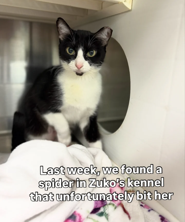 Zuko is sick… and tired of being in the shelter!🕷️🐱 📍Gulf Coast Humane Society #adopt&hellip;