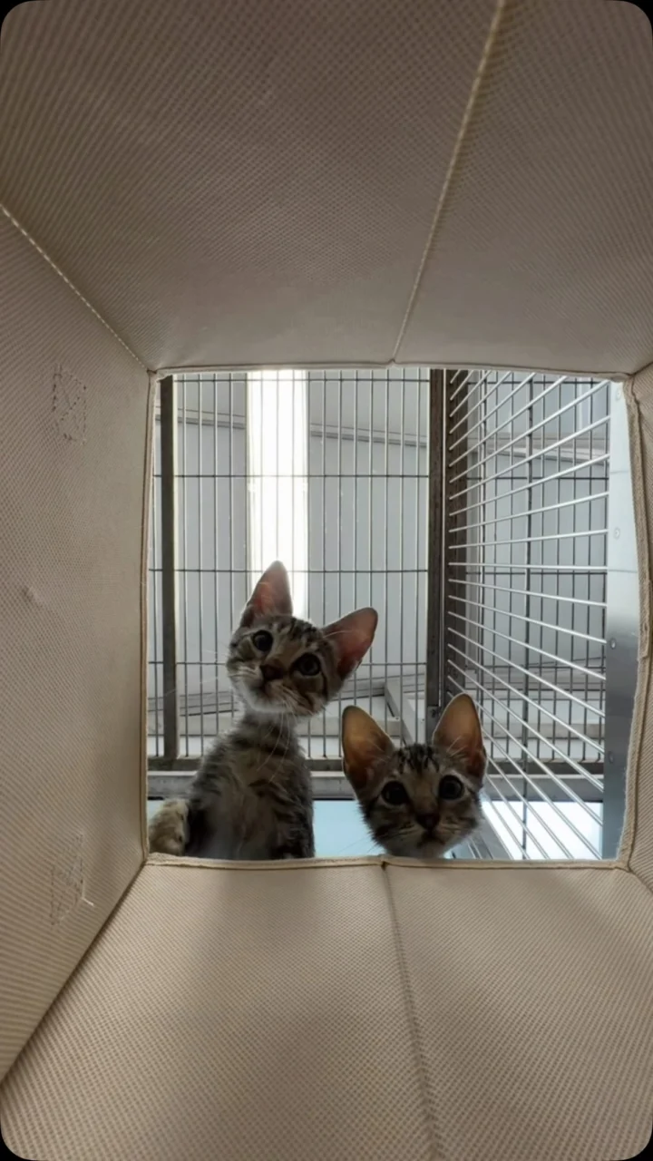 Caught in 4K 👀🐾 📍Gulf Coast Humane Society #adopt #explore #dogsofinstagram #kitten #pets