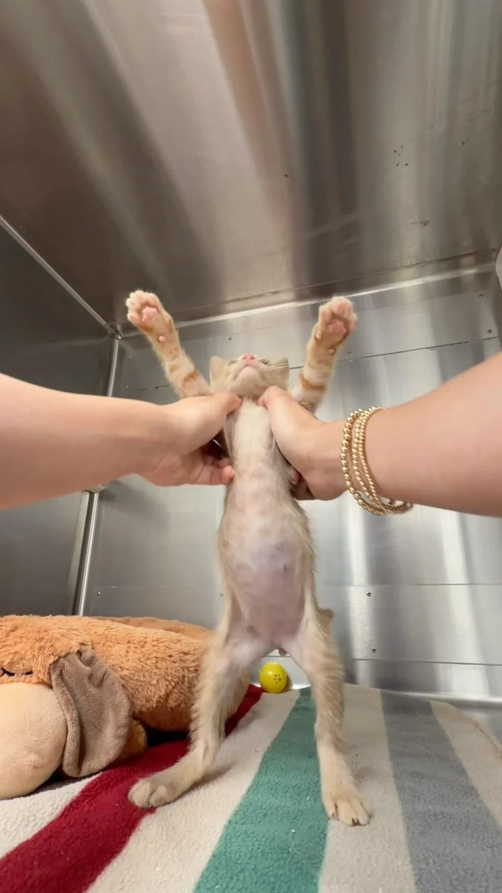 Did it work?👀🕺 🎉WAIVED ADOPTION FEES ALL WEEKEND LONG! (10/10-10/11) 📍Corpus Christi, TX Standard adoption&hellip;