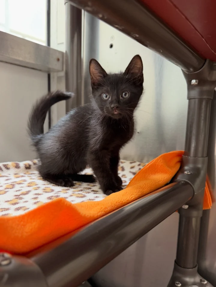 Have room on your roster for one more? 👀 Except these cuties are actually emotionally&hellip;