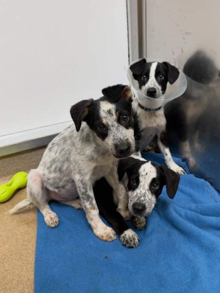 Puppies & cats & dogs, oh my!😱🐾 The shelter is completely FULL of everything from&hellip;