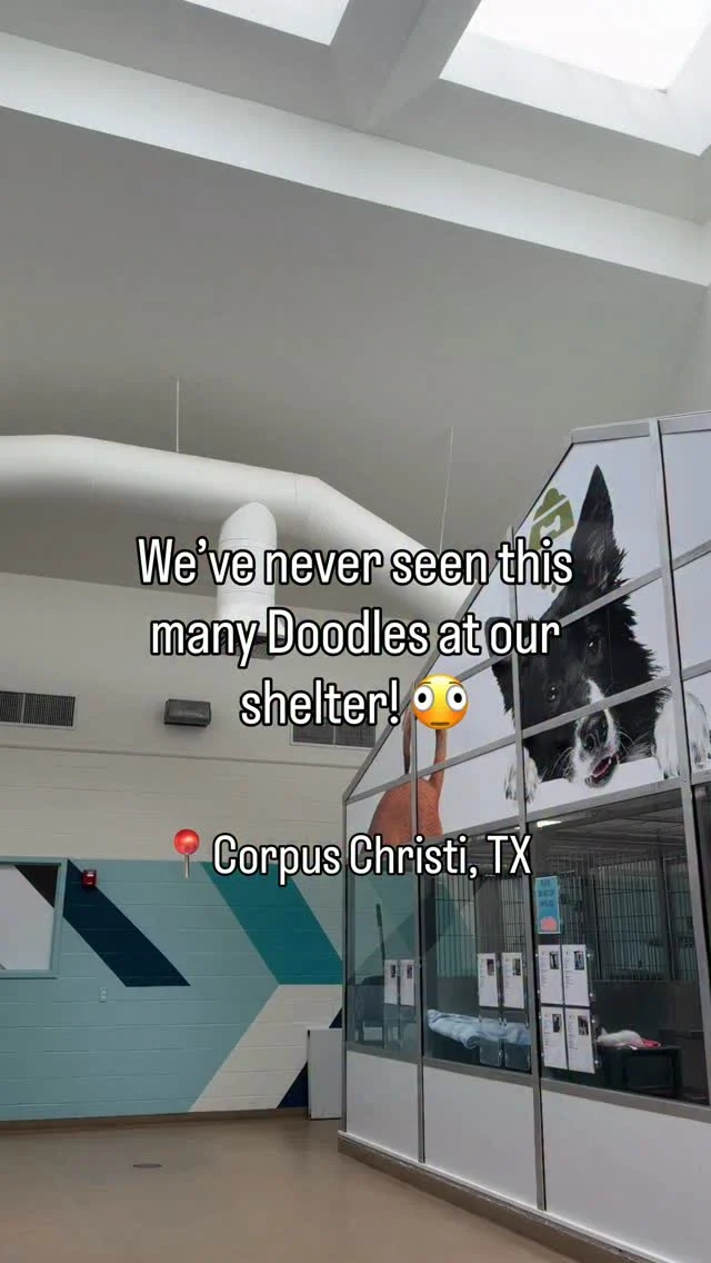 The best part?! They all have waived adoption fees all weekend long! 🐾 Come visit&hellip;