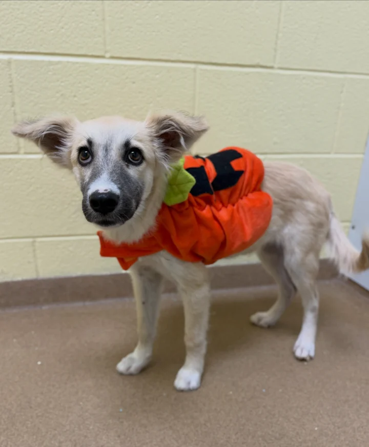 Skip the pumpkin patch… We’ve got the best picks!🎃 And no tricks here, this weekend,&hellip;