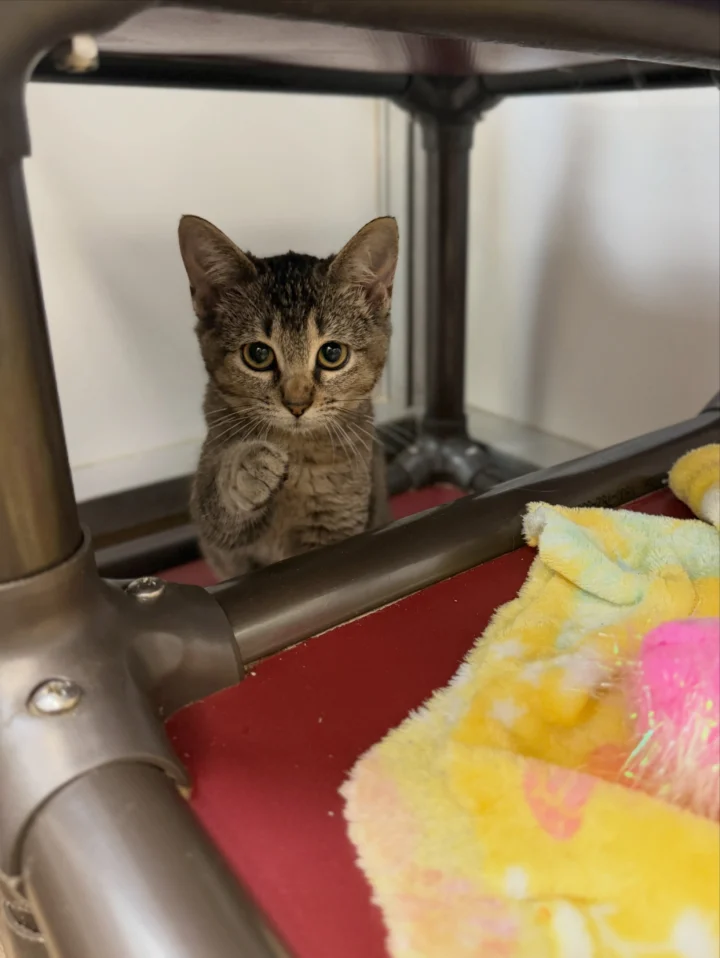 Trick or treat one of our furry friends to their forever homes! 🧡🐾 Your new&hellip;