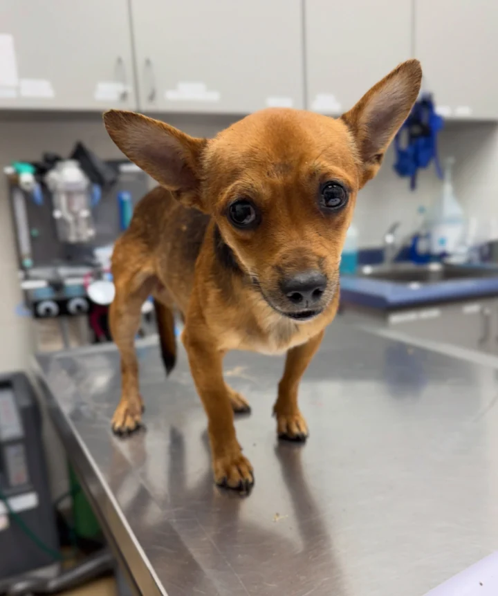 Are you missing us?🐾 This male and 3 females have all found their way to&hellip;