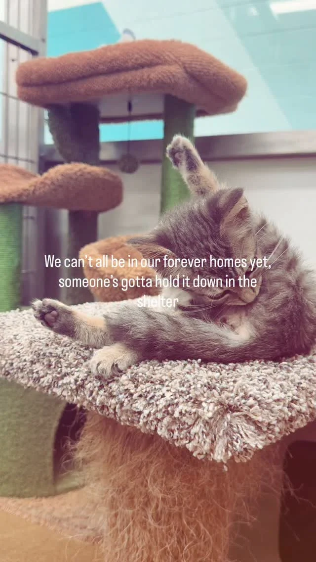 Someone’s gotta do it🐾 #adopt #explore #texas #adorable #trending