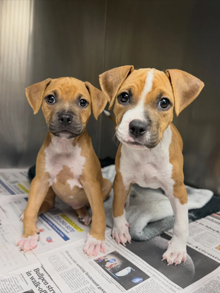 TWO WEEKS LATER… 🐾 Remember the momma dog and six puppies who came to us&hellip;