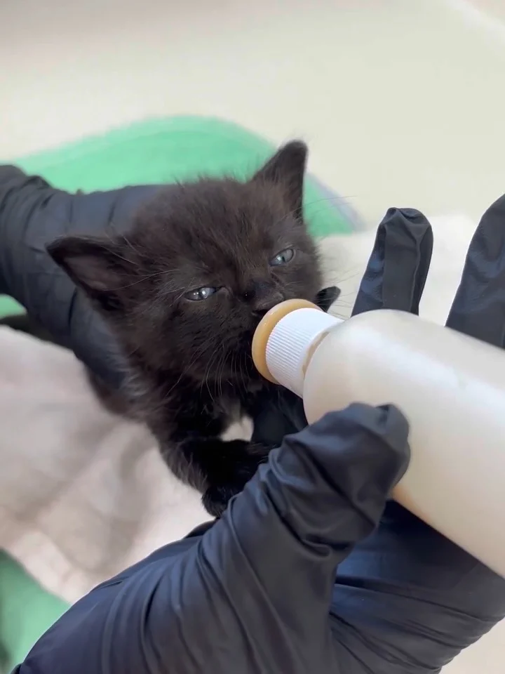 Tiny kittens need big support, and we’re so grateful to @orphankittenclub for helping make that&hellip;